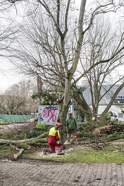 Bäume fallen im Stadtgarten | 13.12.