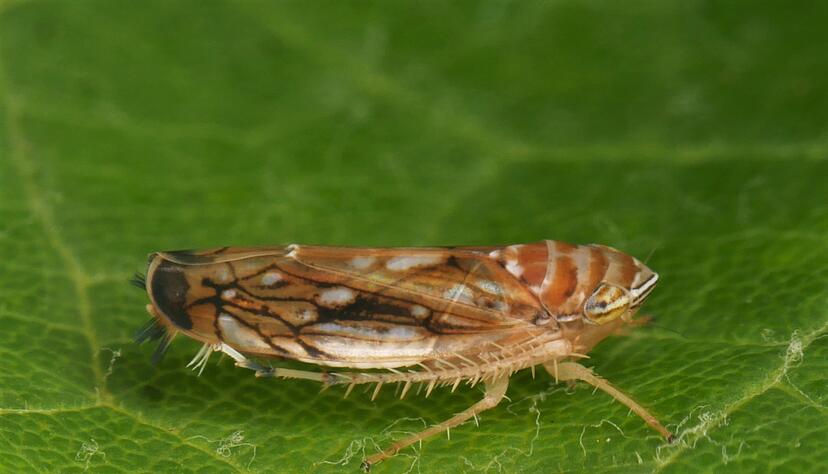 Die Amerikanische Rebzikade überträgt die Krankheit.