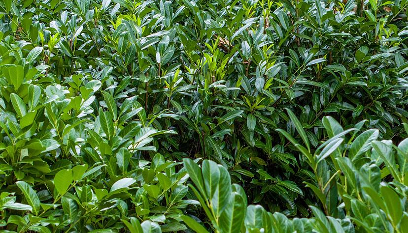 Kirschlorbeer ist wie Hortensien und Forsythien ökologisch nahezu wertlos. (Archivbild) Kirschlorbeer ist wie Hortensien und Forsythien ökologisch nahezu wertlos. (Archivbild)
