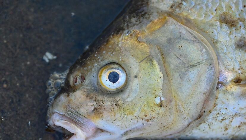 Ein massives Fischsterben in der Oder sorgte im August f&uuml;r Aufsehen.