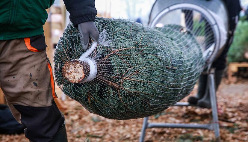 Wer einen Weihnachtsbaum kauft, sollte darauf achten, dass der Anschnitt frisch aussieht. Wer einen Weihnachtsbaum kauft, sollte darauf achten, dass der Anschnitt frisch aussieht.