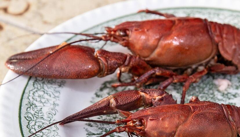 Nach etwa f&uuml;nf Minuten Kochzeit sind die Signalkrebse gar.
