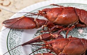 Nach etwa f&uuml;nf Minuten Kochzeit sind die Signalkrebse gar.