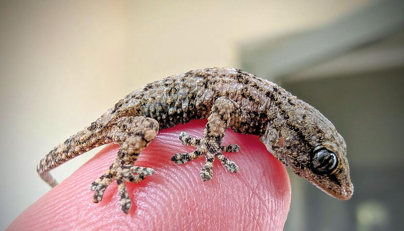 Diesen Gecko fand eine Frau aus Polen in einer Packung Rucola-Salat aus dem Supermarkt. Diesen Gecko fand eine Frau aus Polen in einer Packung Rucola-Salat aus dem Supermarkt.