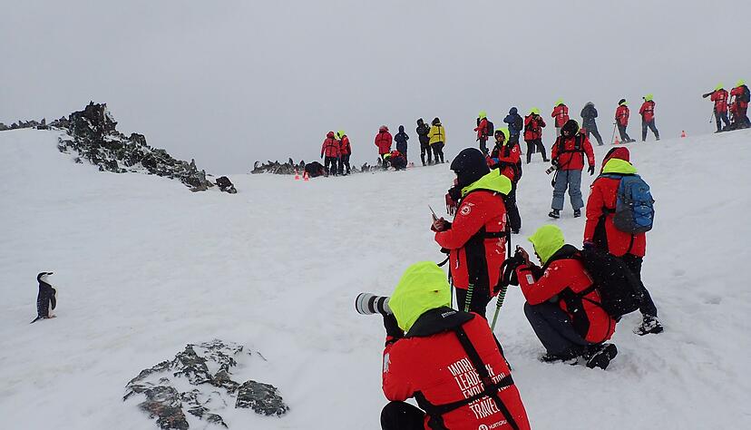 Viele Expeditionen ermöglichen es, die Tierwelt der Antarktis hautnah zu erleben. Viele Expeditionen ermöglichen es, die Tierwelt der Antarktis hautnah zu erleben.
