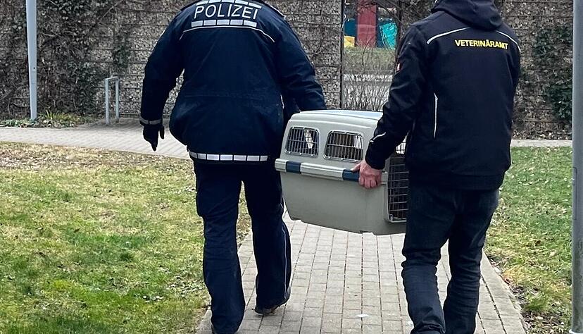 Zwei Männer tragen den Muntjak in einer Transportbox in Kirchheim. Zwei Männer tragen den Muntjak in einer Transportbox in Kirchheim.