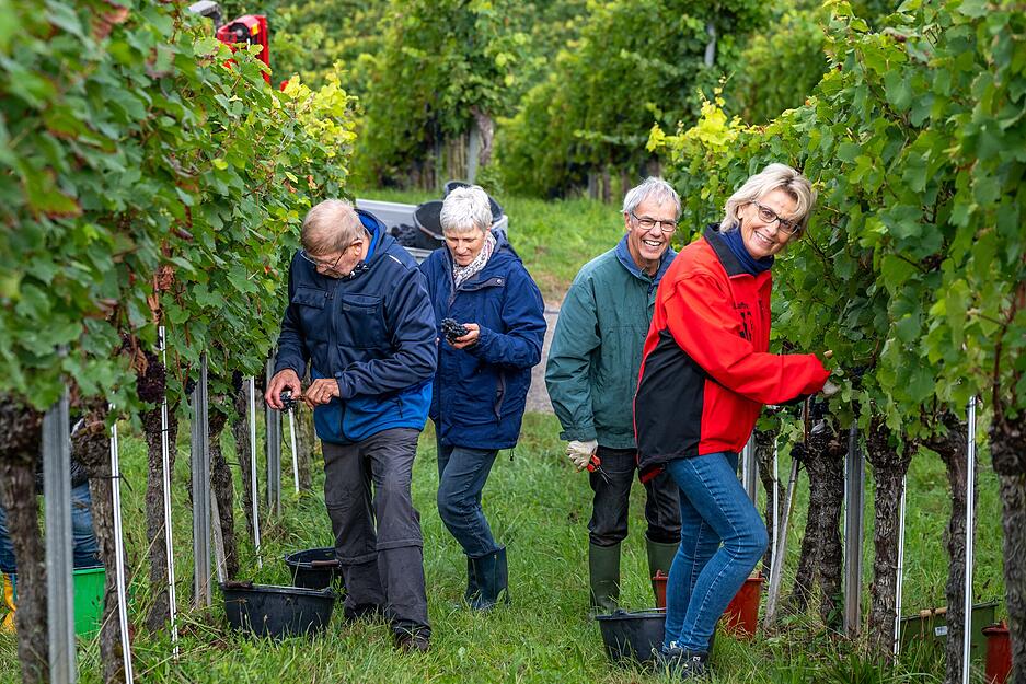 Zur Traubenernte sind viele Helfer in den Weinberg von Weingut Berthold gekommen.