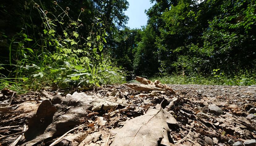 In den Wäldern im Südwesten ist die Brandgefahr hoch. (Archivbild) In den Wäldern im Südwesten ist die Brandgefahr hoch. (Archivbild)