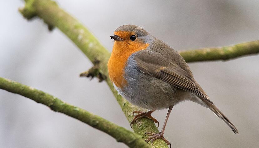 Vögel wie das Rotkehlchen plustern ihr Gefieder auf, um sich vor Kälte zu schützen.