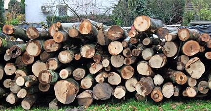 Bald gibt es Nachschub: Am 18. Dezember versteigert Revierförsterin Maike Muth wieder Brennholz aus dem Ilsfelder Gemeindewald.
Foto: Barbara Barth