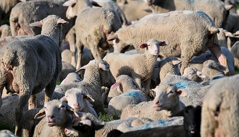 Die Schafe waren stark unterversorgt. (Symbolbild)