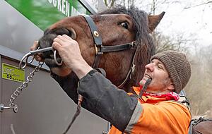 Auch der menschliche Begleiter muss ruhig sein und kontinuierlich mit dem Pferd arbeiten. Fotos: Mario Berger