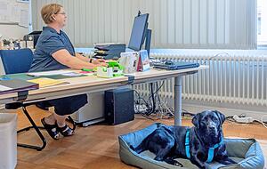 Meike Eichberg und ihr Labrador am frühen Morgen im Büro der Rektorin. Sie sind als Erste da. Wenn Loki nicht im Foyer unterwegs ist, liegt er seinem Frauchen zu Füßen.