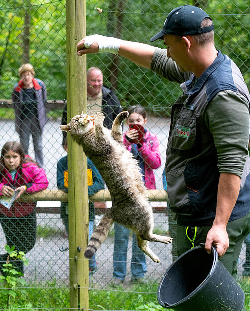 Stimme-Kindereporter zu Besuch im Wildparadies Tripsdrill