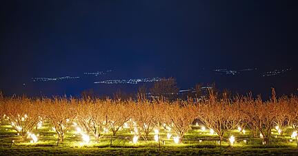 Wintereinbruch: Frostschutzkerzen brennen auf einer Aprikosenplantage, um blühende Knospen und Blüten zu schützen.
