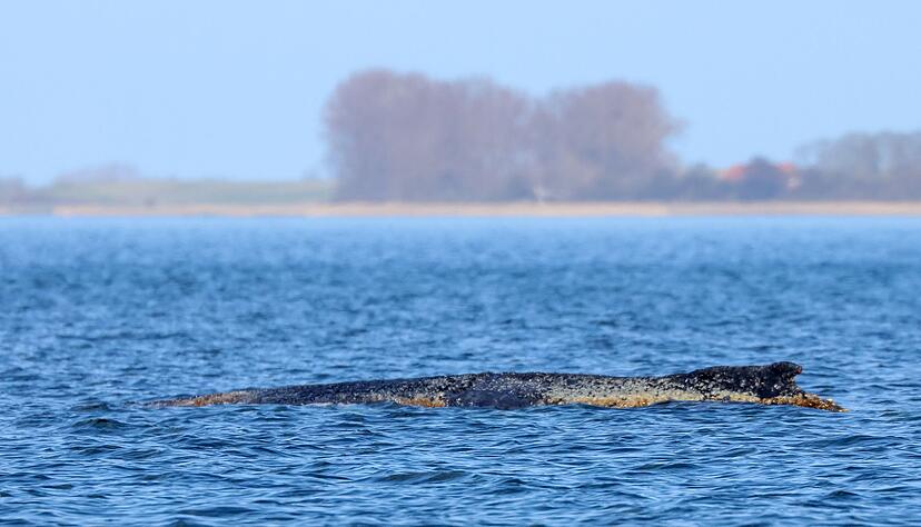 Der Buckelwal braucht Ruhe.