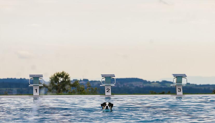 Nach Abschluss der Freibadsaison haben Hunde im Panorama Bad in Freudenstadt geplanscht. Nach Abschluss der Freibadsaison haben Hunde im Panorama Bad in Freudenstadt geplanscht.