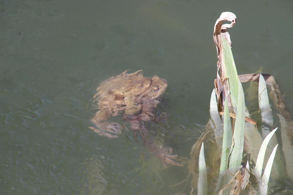 Kr&ouml;ten am Herbert-Bopp-See bei Widdern