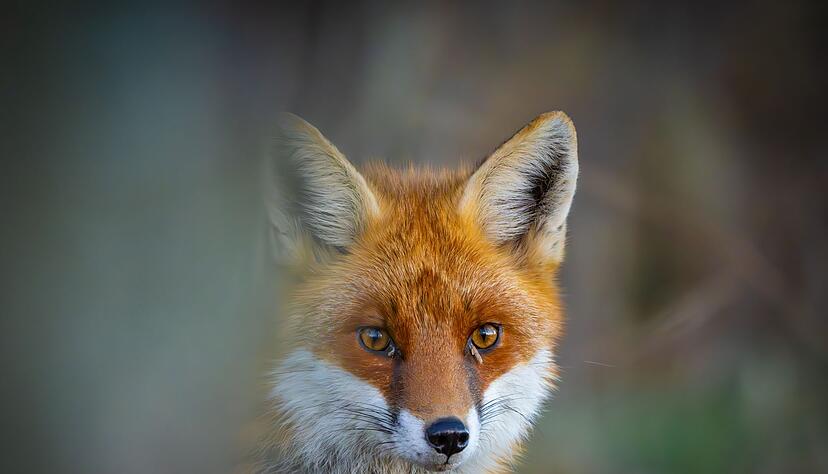 J&auml;ger melden vermehrt F&auml;lle von Fuchsr&auml;ude. (Symbolbild)