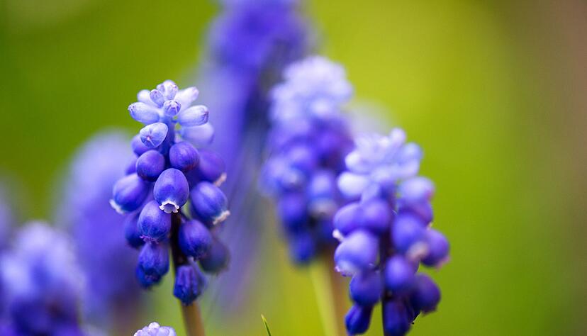 Hyazinthen sind vor allem f&uuml;r Haustiere giftig.