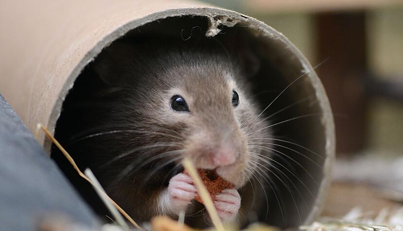 Mit Einstreu und Nistmaterial kann man dem Hamster ein kuscheliges Heim bereiten.