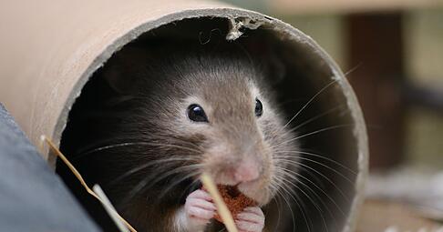 Mit Einstreu und Nistmaterial kann man dem Hamster ein kuscheliges Heim bereiten.