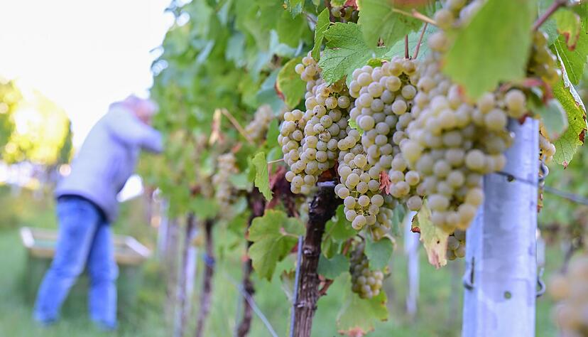 Der Chardonnay-Anbau hat 2025 unter den konventionellen Rebsorten am st&auml;rksten zugelegt. (Archivbild)