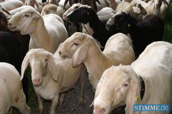 Schaftrieb in Ilsfeld