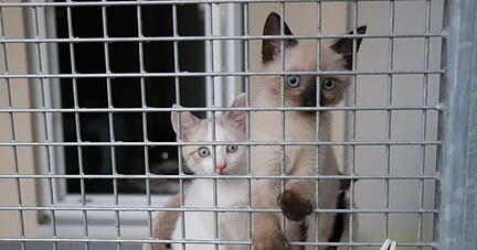 Sogar dieses süße Katzenbaby in der beliebten Siam-Optik wurde noch nicht vermittelt. Es gebe einfach keine Interessenten: „Der Markt ist derzeit gesättigt. Im Internet findet man zum Beispiel auch viele Tiere, die als ‚zu verschenken‘ abgegeben werden.“ Sogar dieses süße Katzenbaby in der beliebten Siam-Optik wurde noch nicht vermittelt. Es gebe einfach keine Interessenten: „Der Markt ist derzeit gesättigt. Im Internet findet man zum Beispiel auch viele Tiere, die als ‚zu verschenken‘ abgegeben werden.“