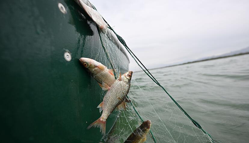 Rotaugen sind nicht nur als Speisefisch beliebt, sie sollen auch die rasante Ausbreitung der Quagga-Muscheln im Bodensee bremsen. (Archivbild)
