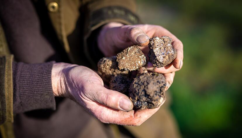 Frisch geerntet: Ein Trüffelbauer hält das «schwarze Gold» in den Händen. Frisch geerntet: Ein Trüffelbauer hält das «schwarze Gold» in den Händen.