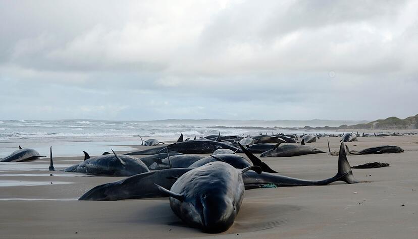 Kleine Schwertwale geh&ouml;ren zur Familie der Delfine.