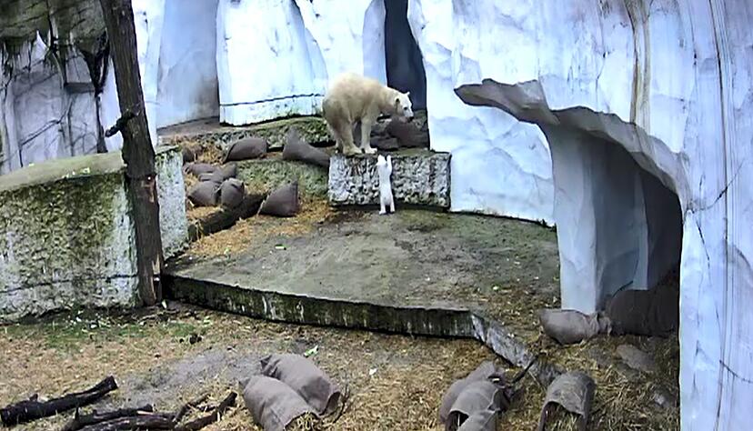 Der kleine Bär erkundet seine Umwelt. Der kleine Bär erkundet seine Umwelt.