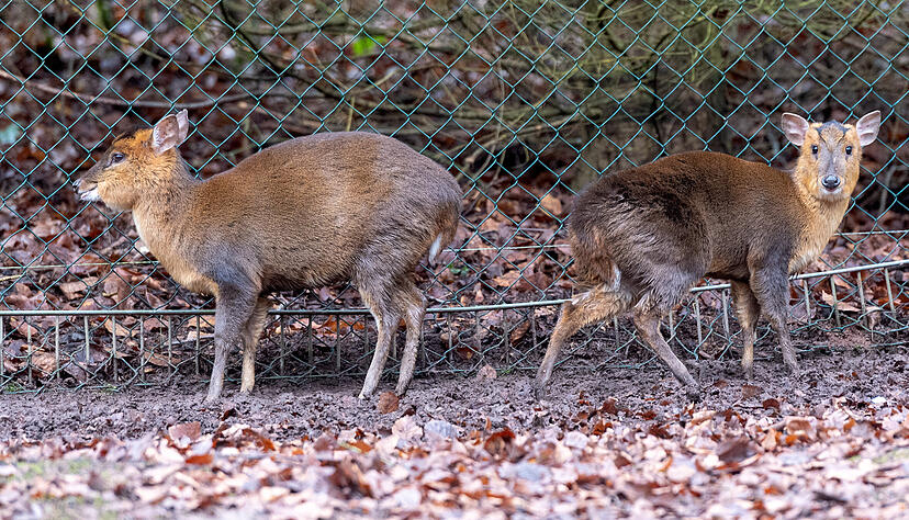 Jüngster Neuzugang im Wildparadies Tripsdrill ist ein junger Zwerghirsch, ein Muntjak. Das Tier wurde Ende Februar in Kirchheim unter Teck gefunden - und möglicherweise illegal gehalten.