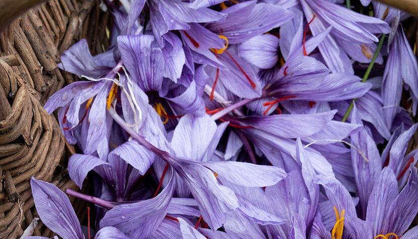 Safranblüten liegen in einem Körbchen. Jede hat lange rote Fäden. Für einen Tee etwa braucht es 3 Fäden, für eine Suppe etwa 10 bis 15.