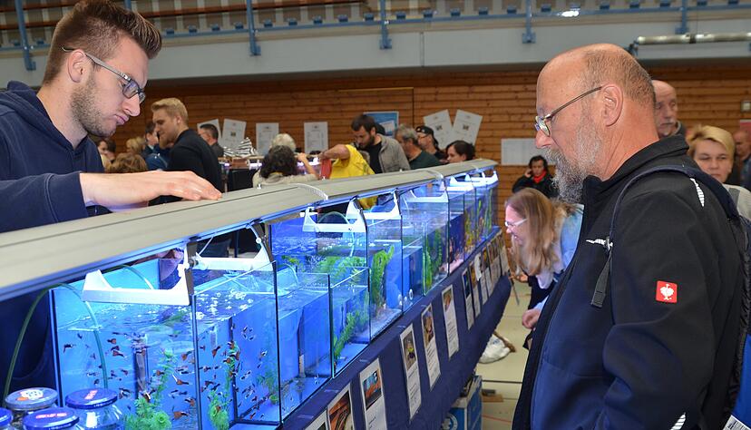 Fische wohin das Auge reicht bei der 45. Aquarien-Börse in Bretzfeld - STIMME.de