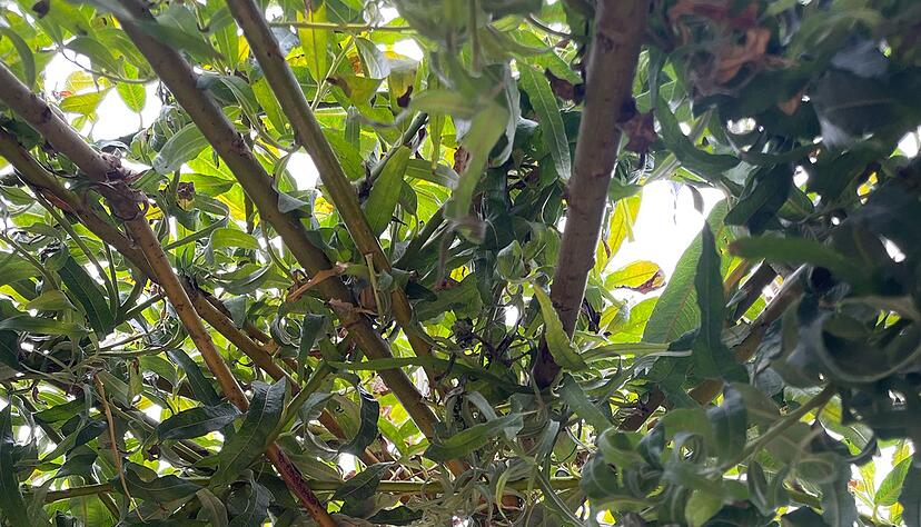Das Weidentipi im Garten entsteht durch das Einpflanzen von zehn frischen, biegsamen Weidenruten.