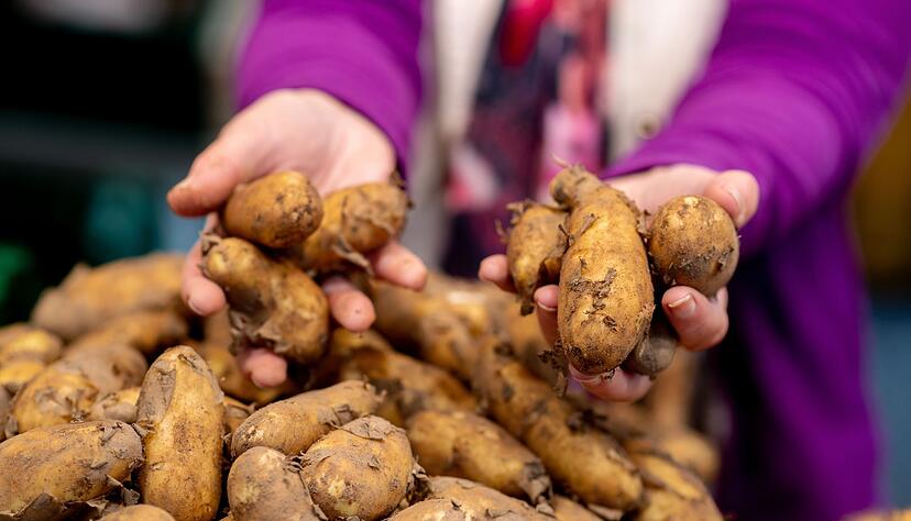 Kartoffeln gibt es in verschiedenen Typen, die sich je nach St&auml;rkegehalt f&uuml;r unterschiedliche Zubereitungsarten eignen.