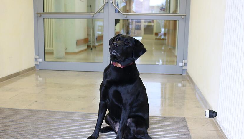 Die Labradorhündin Mia ist inzwischen fester Bestandteil in einem Heilbronner Pflegeheim in dem ihre "Mama" Franziska als Pflegefachkraft arbeitet.
Foto: Thomas Zimmermann