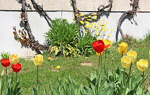 Zufall oder badischer Patriotismus? Gelbe und rote Tulpen in Gommersdorf.