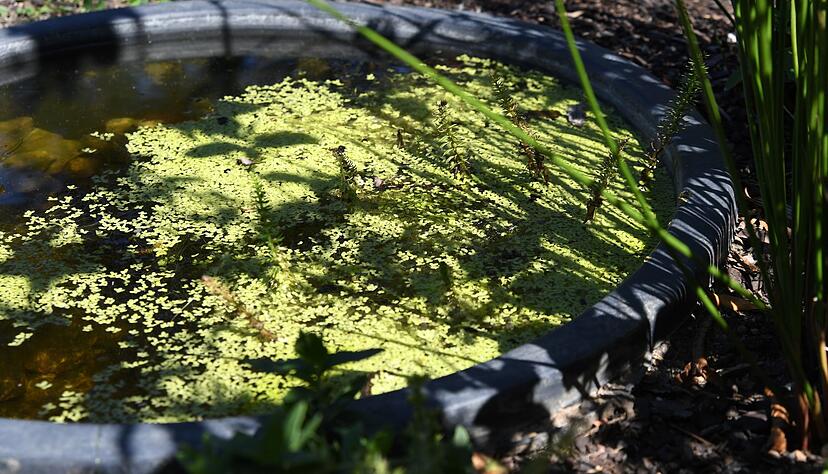 Auch ein kleiner Teich kann eine Bereicherung f&uuml;r den Garten sein.