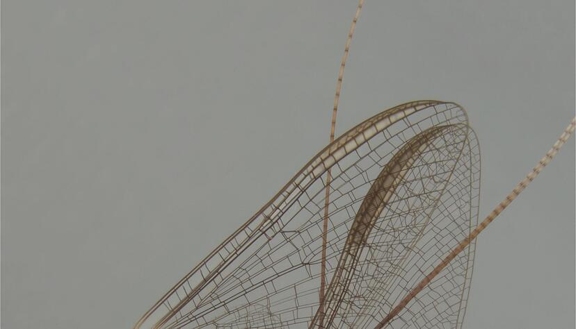 Akrobotisch unterwegs: die Eintagsfliege beim Paarungsritual.