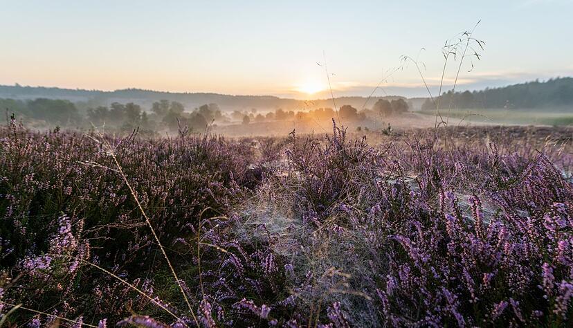 Auch durch die Lüneburger Heide führt ein Pilgerweg. Auch durch die Lüneburger Heide führt ein Pilgerweg.