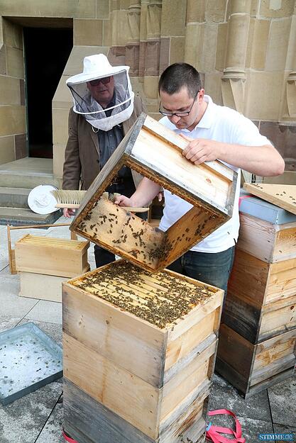 Honig auf der Kilianskirche Honig auf der Kilianskirche