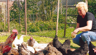 Gisela Kleinknecht, Vorsitzende der Landfrauen, füttert ihre Hühner. Die Lehrensteinsfelderin züchtet Arocana-Hühner, die cholesterinarme Eier legen. Gisela Kleinknecht, Vorsitzende der Landfrauen, füttert ihre Hühner. Die Lehrensteinsfelderin züchtet Arocana-Hühner, die cholesterinarme Eier legen.