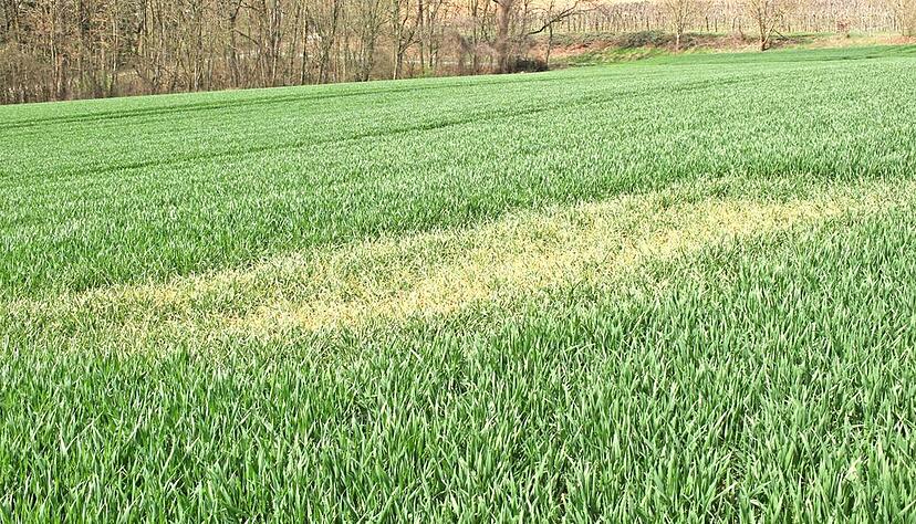 Auch diese Fl&auml;che in der N&auml;he von Oberma&szlig;holderbach soll ein Lerchenfenster sein, sie ist relativ dicht zugewachsen.