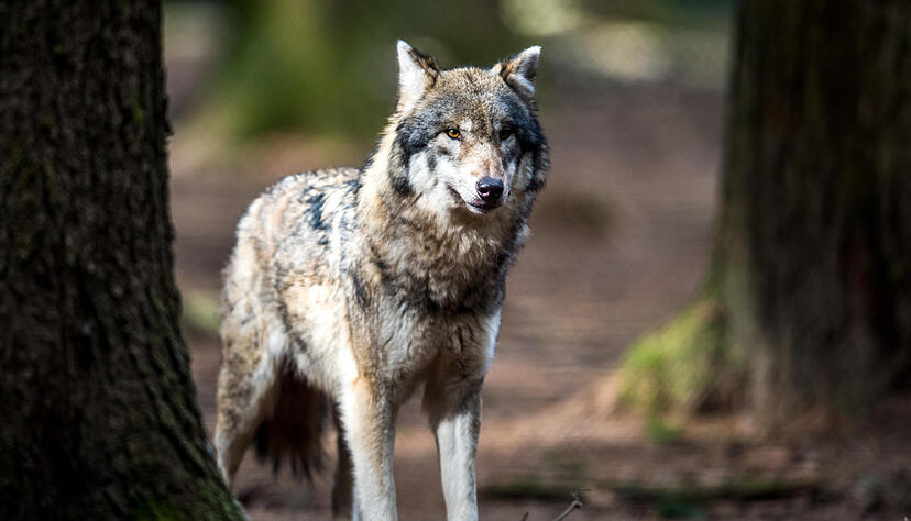 Wölfe sind clevere Jäger, die jede günstige Gelegenheit für Beutezüge nutzen. Foto: dpa