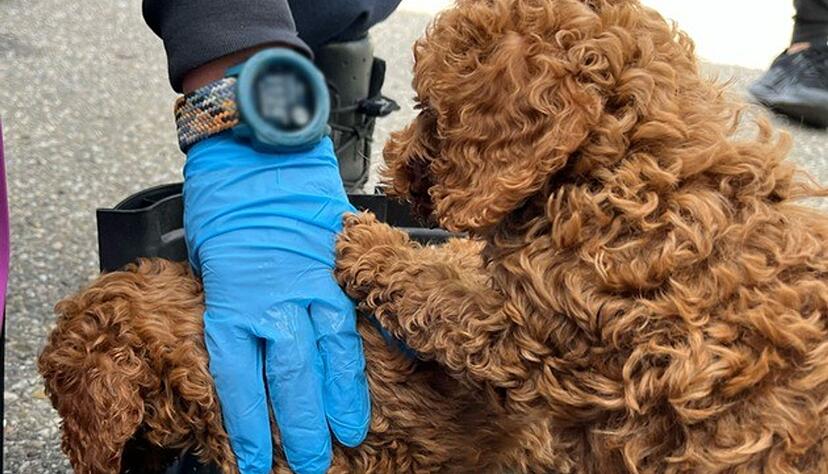 Die Hunde kamen anschließend in ein Tierheim.