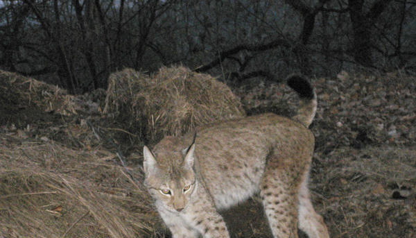 Die entlaufene Luchsin im Wald bei Hohenhaslach Die entlaufene Luchsin im Wald bei Hohenhaslach