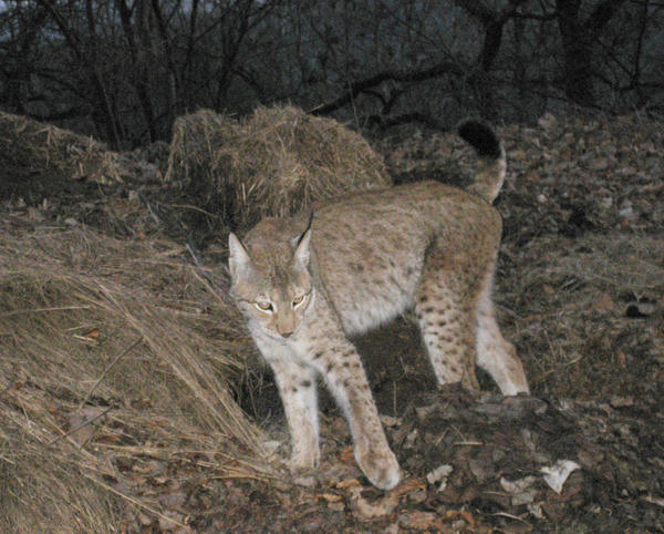 Die entlaufene Luchsin im Wald bei Hohenhaslach Die entlaufene Luchsin im Wald bei Hohenhaslach